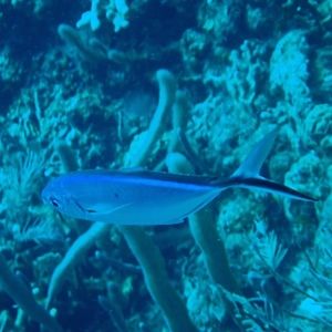 Meet your Posher, Janet